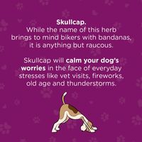 Gizzls Stress & Anxiety CBD Treats - Small Dog